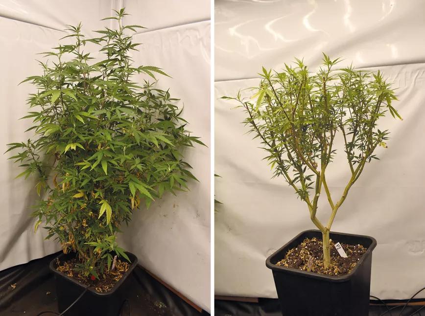 Las ventajas de tener una planta madre: cómo prescindir de las semillas y siempre cosechar lo mejor 