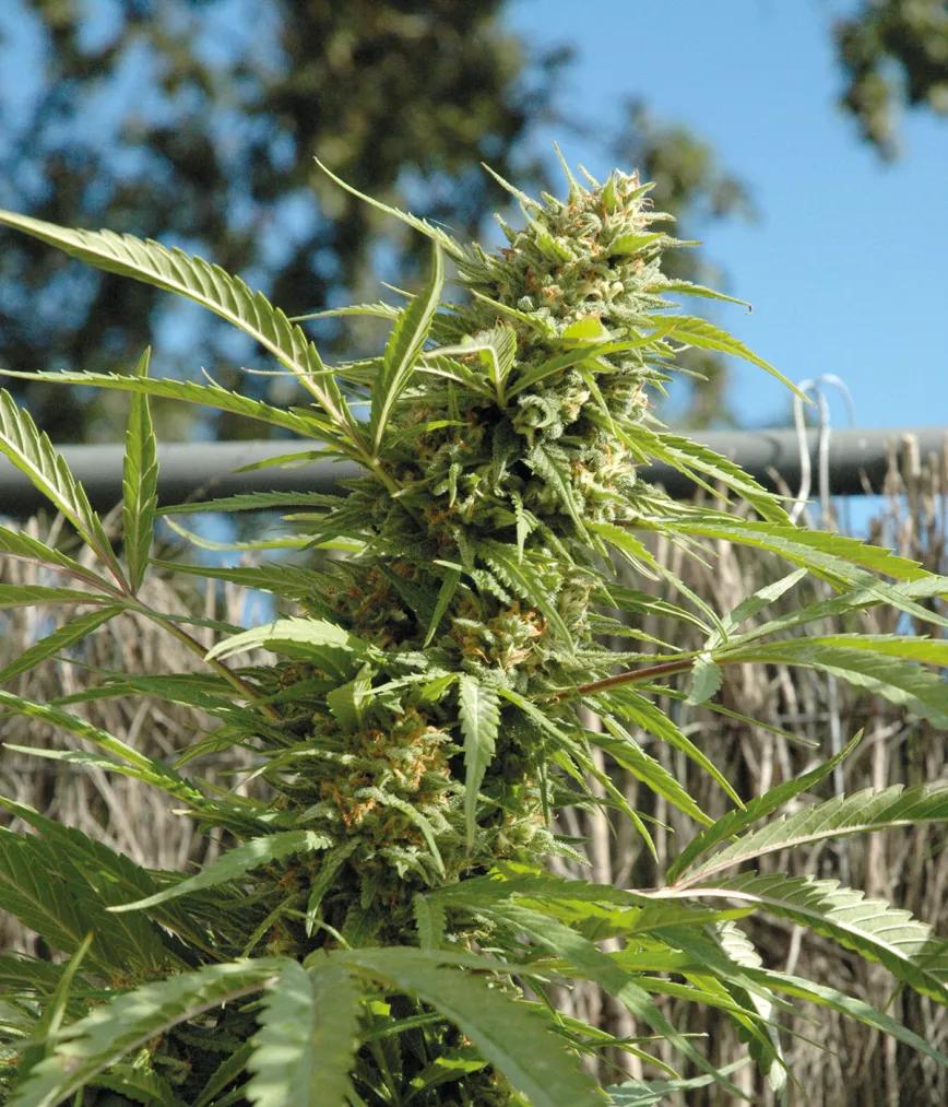 Historia del cannabis y los primeros bancos de semillas