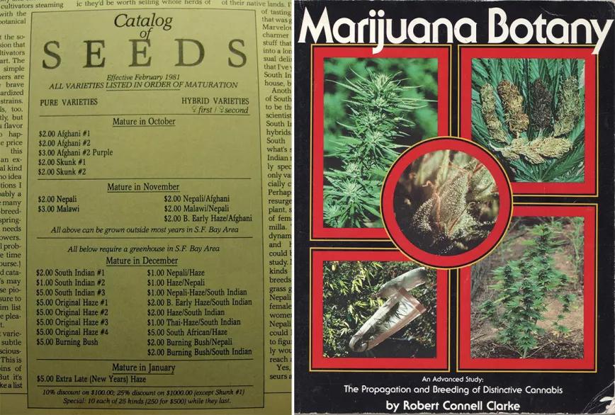 Historia del cannabis y los primeros bancos de semillas
