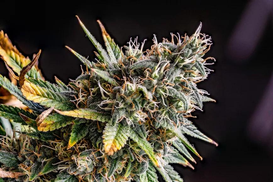 King Kond de Dr Underground.