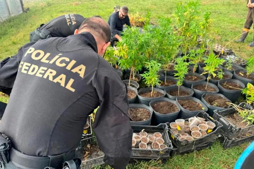 La Policía Federal de Brasil destruyó más de mil plantas de una asociación de cannabis medicinal