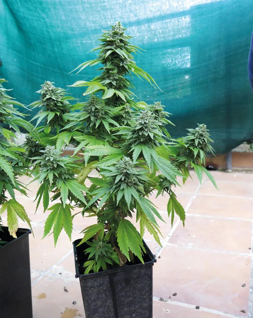 Las plantas de primavera no son muy grandes, pero pueden dar buena calidad en poco espacio; esta floreció en maceta de solo dos litros. 