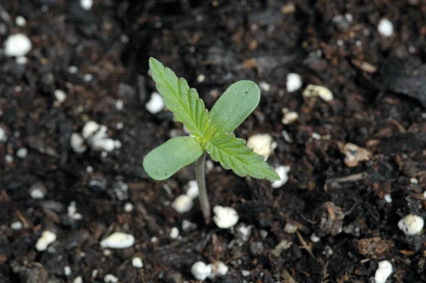 Es recomendable germinar las semillas en interior: las temperaturas más cálidas aceleran el proceso. 