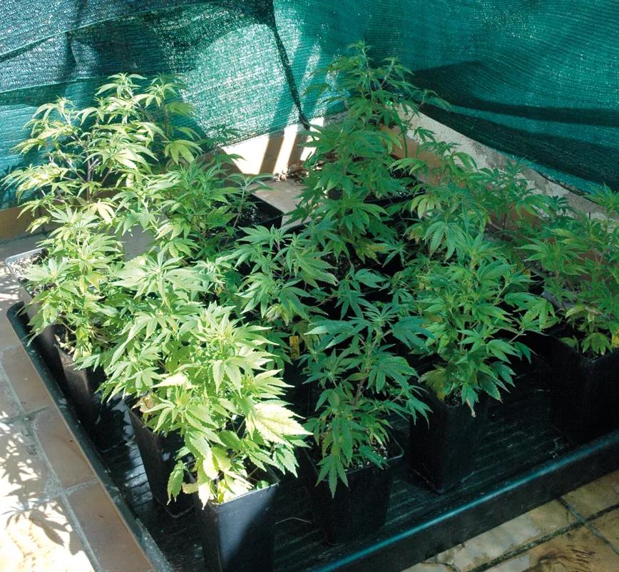 Este cultivador ha puesto dieciséis plantas en un metro cuadrado. 