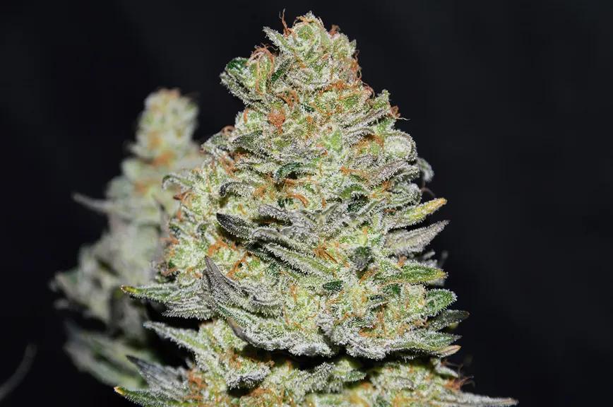 Delicious Cookies Auto: la evolución sativa autofloreciente definitiva