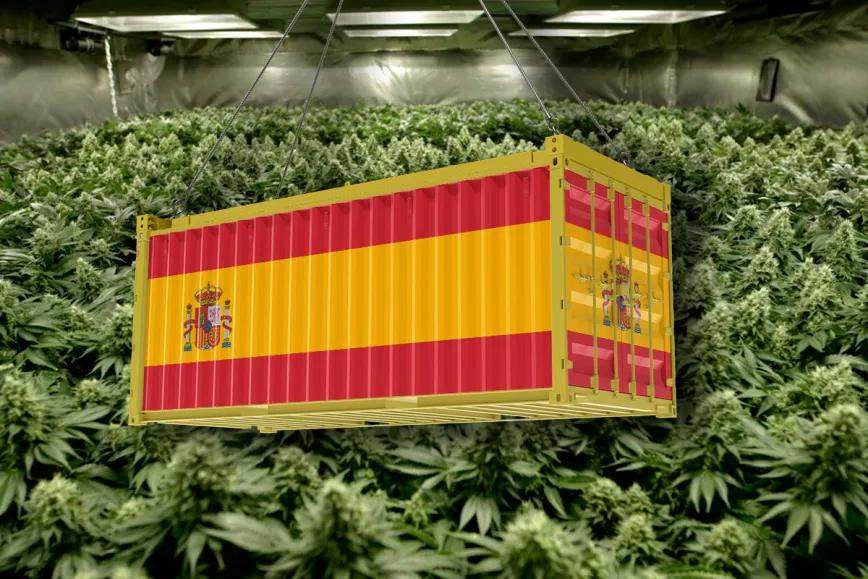 España es el principal proveedor de cannabis para Reino Unido