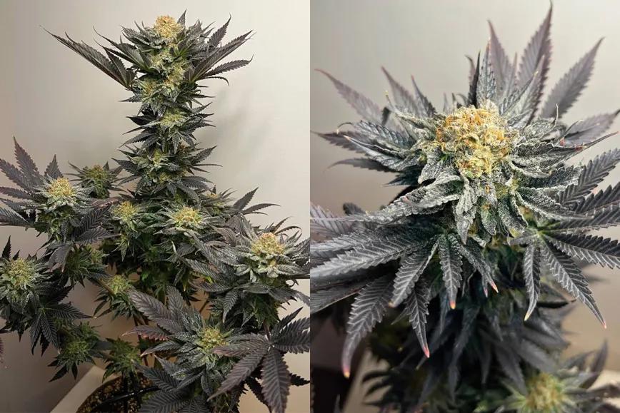 Sour Bluez, de IZI Seeds: equilibrio perfecto entre potencia, sabor y estabilidad genética