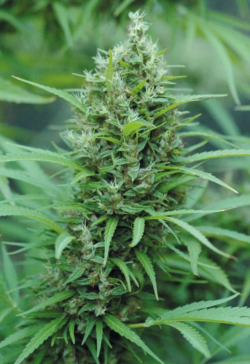 ¿Qué semillas compro? Guía para principiantes