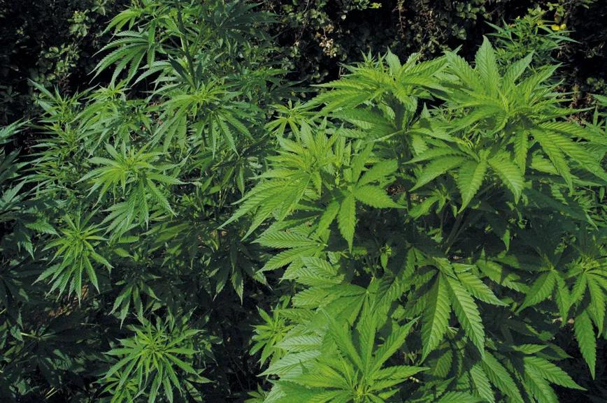 ¿Qué semillas compro? Guía para principiantes