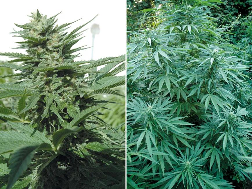 ¿Qué semillas compro? Guía para principiantes