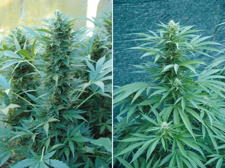 ¿Qué semillas compro? Guía para principiantes