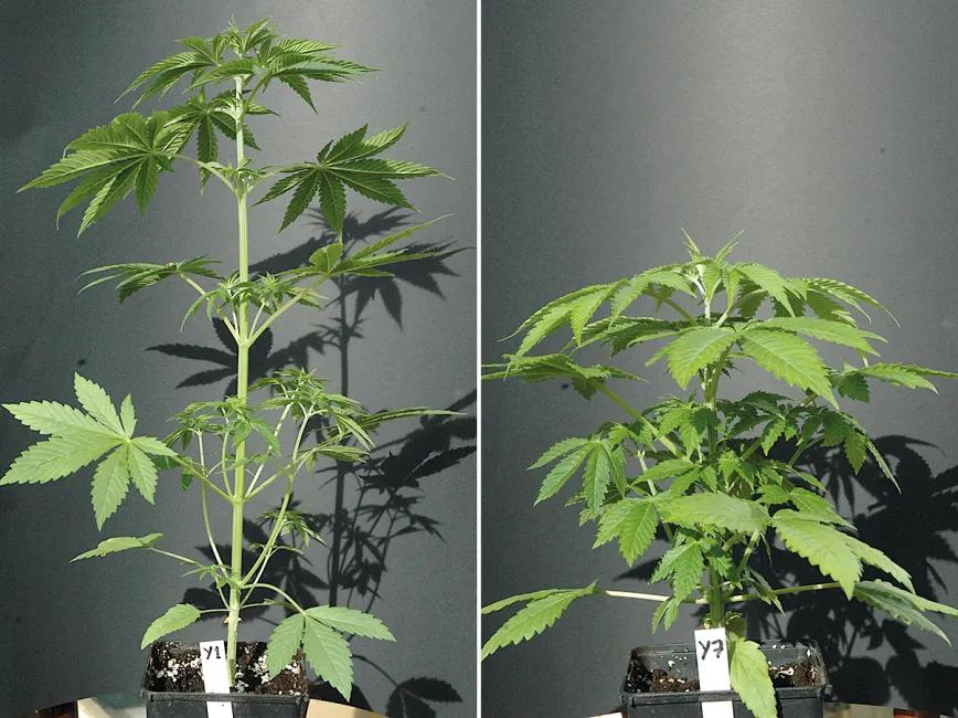 Control de la altura en interior