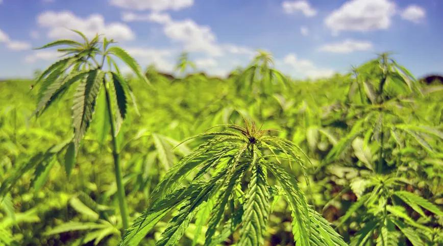 Kazajistán legaliza el cáñamo industrial