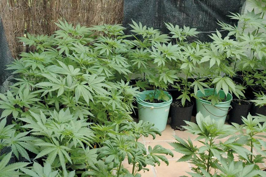 La fase de crecimiento es mucho más importante de lo que la mayoría de los cultivadores cree. 