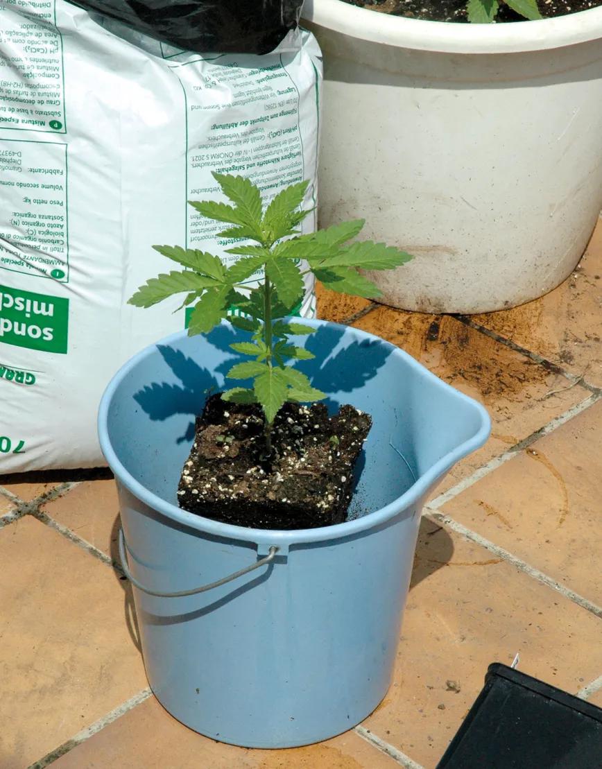 Trasplantaremos a macetas mayores conforme las plantas vayan creciendo. 