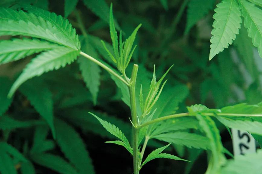 Al cortar la punta principal, potenciamos la ramificación y el desarrollo de plantas más redondeadas y con menor altura. 