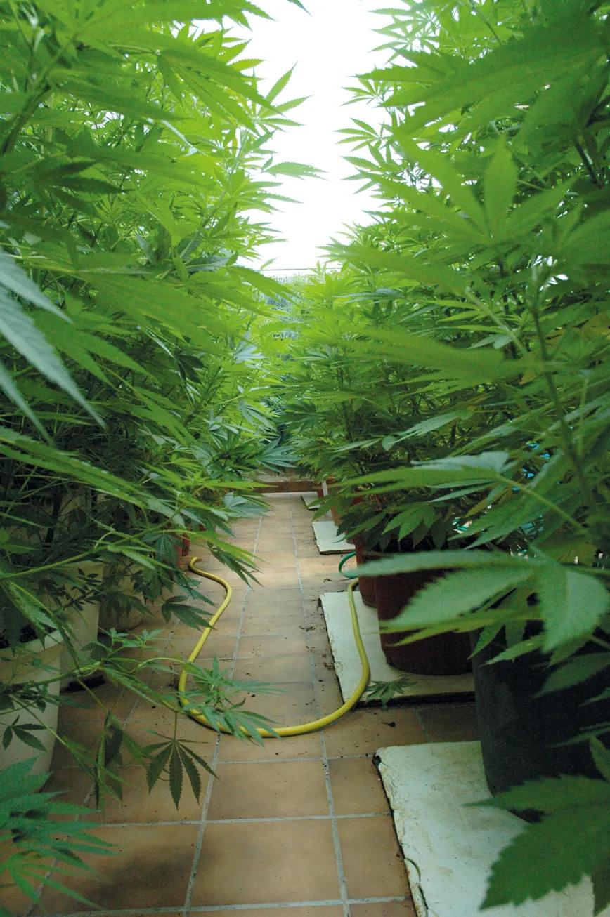 Como muestra esta imagen, las ramas bajas no se desarrollan bien: si las podamos, concentramos la energía en los cogollos superiores, mucho más productivos. 