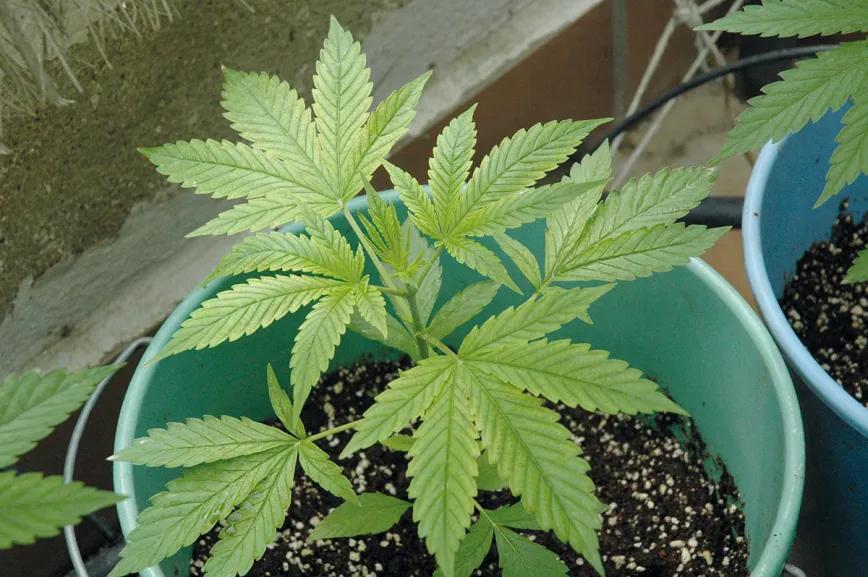 La mayoría de las carencias se producen por desajustes en el pH de la tierra, no por falta de nutrientes. 