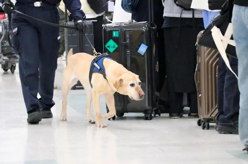 Tribunal de Florida anula condena: los perros no distinguen entre marihuana y cáñamo