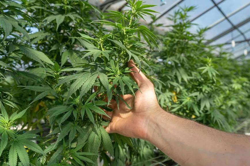 Las hojas revelan un nuevo potencial terapéutico del cannabis