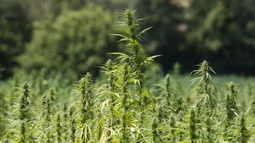 En Cataluña, el cáñamo industrial se extingue