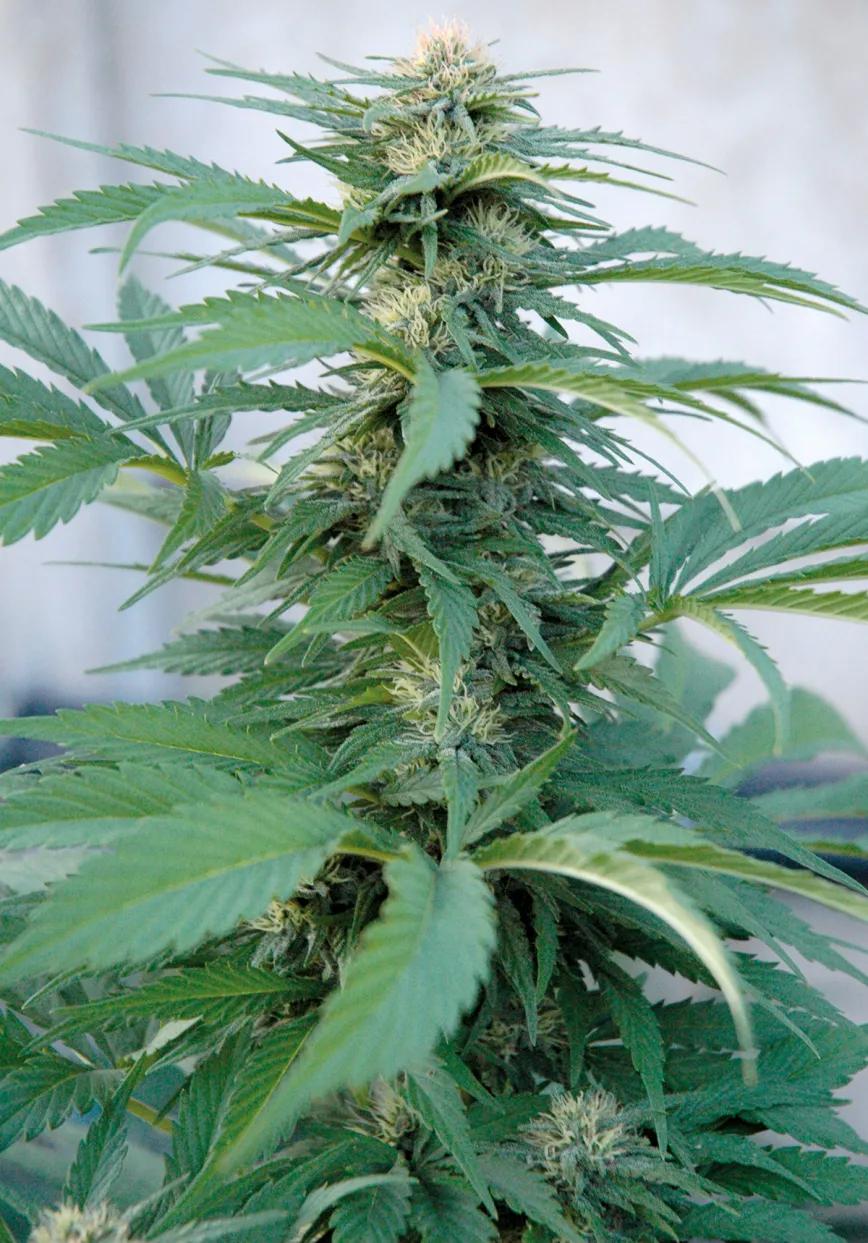 Hora de sembrar: trucos y consejos para plantar en el suelo 