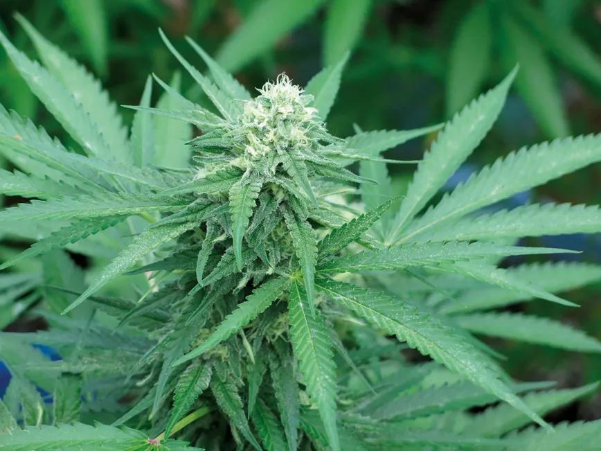 Sativa lenta todavía a mitad de floración en noviembre, esperando que el otoño la respete. 