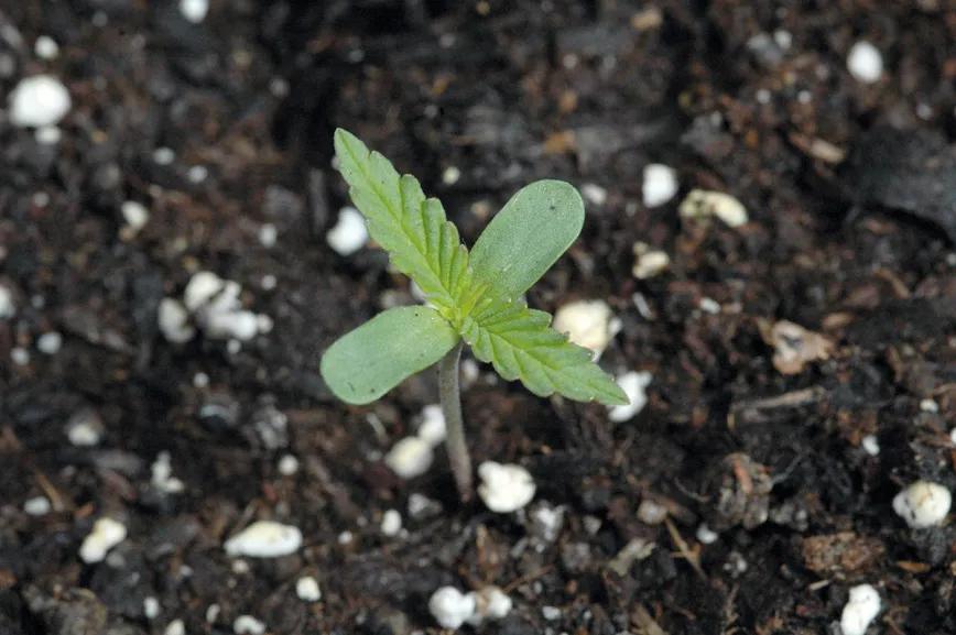 Hora de sembrar: trucos y consejos para plantar en el suelo 