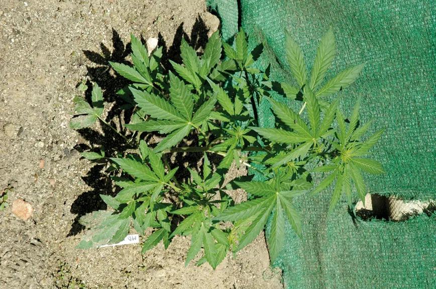 Hora de sembrar: trucos y consejos para plantar en el suelo 