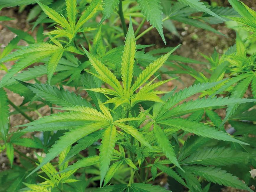 Hora de sembrar: trucos y consejos para plantar en el suelo 