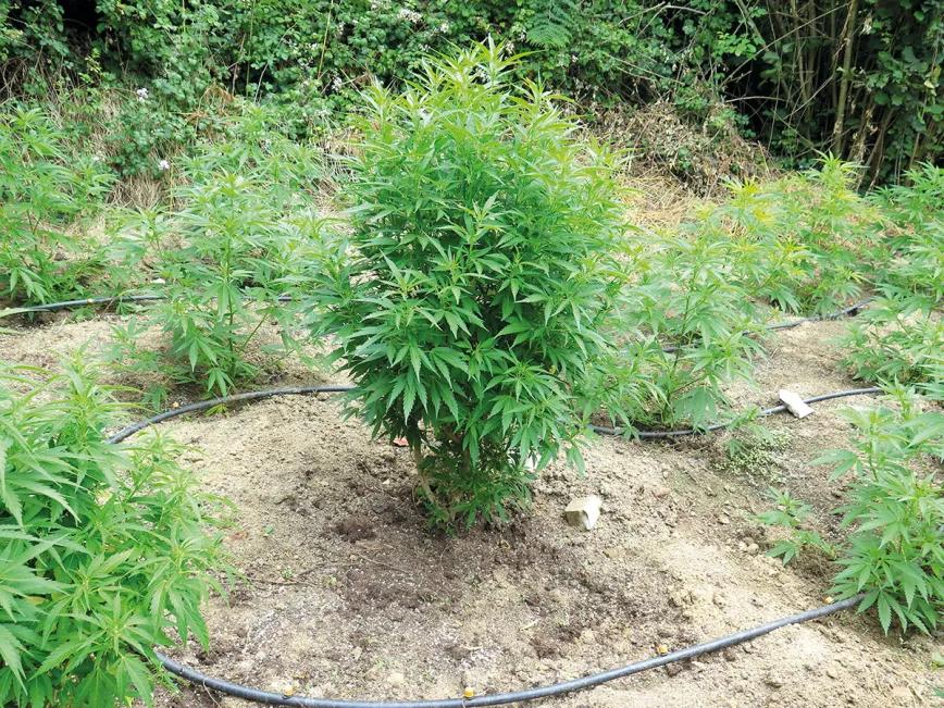 Hora de sembrar: trucos y consejos para plantar en el suelo 