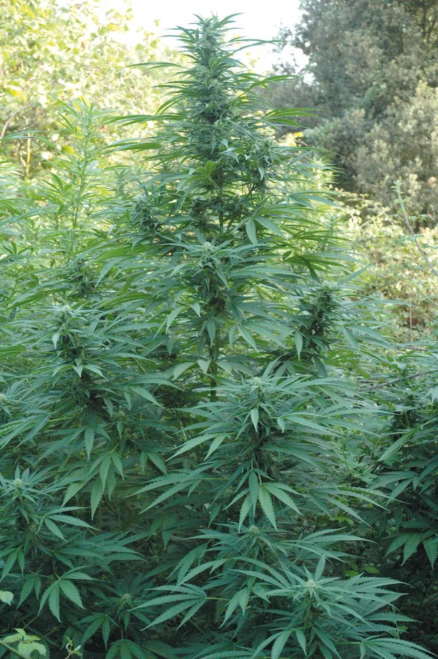 Hora de sembrar: trucos y consejos para plantar en el suelo 