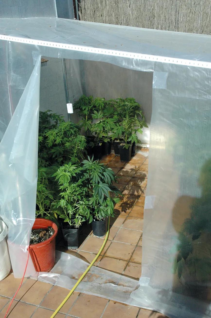 Cogollos bajo plástico: las ventajas de cultivar cannabis en invernadero 