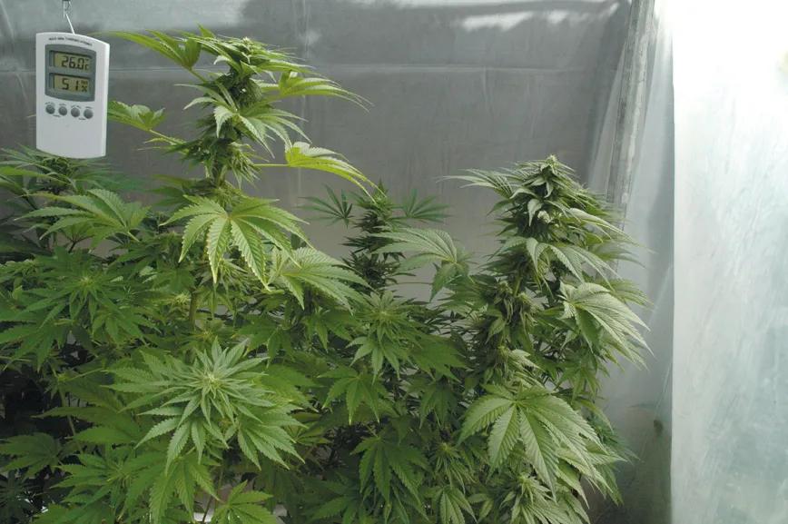 Cogollos bajo plástico: las ventajas de cultivar cannabis en invernadero 
