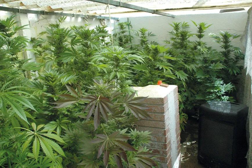 Cogollos bajo plástico: las ventajas de cultivar cannabis en invernadero 