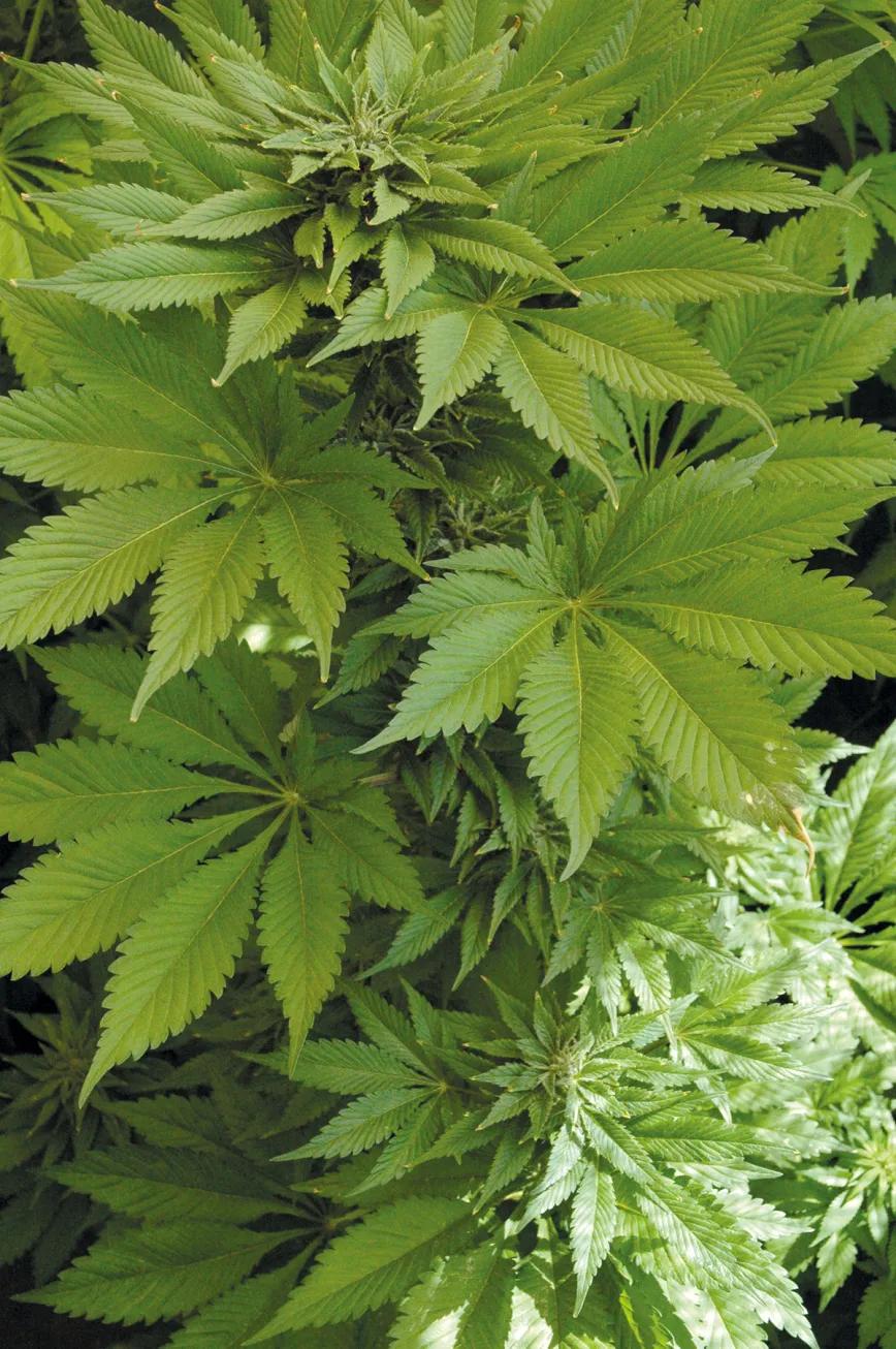 Cogollos bajo plástico: las ventajas de cultivar cannabis en invernadero 