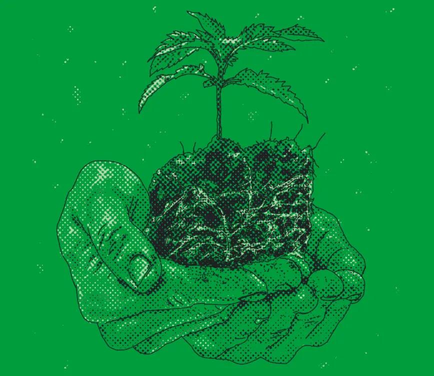 ¿Cómo decido cuándo trasplantar? 