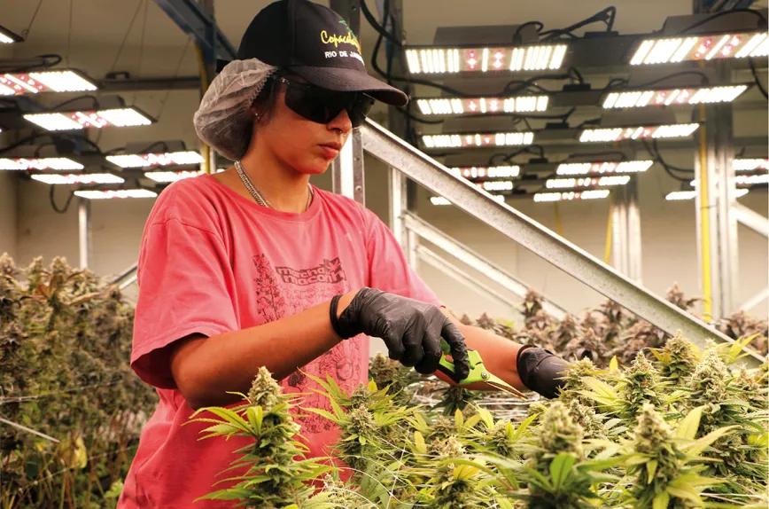 Cultivar cannabis para salvar un planeta que agoniza Por Santiago Carrillo 