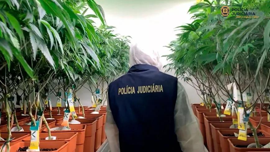 Portugal investiga a empresas de cannabis medicinal por supuestas irregularidades