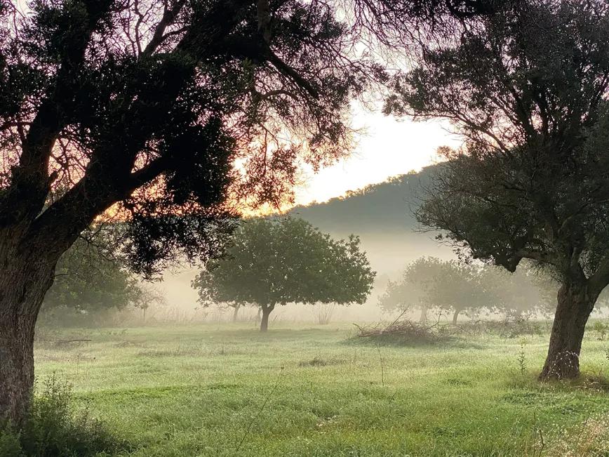 Un porro en Ibiza: entre resinas y la experiencia auténtica