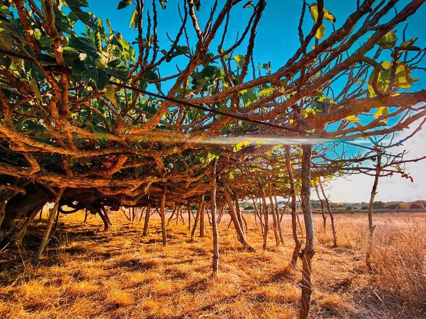 Un porro en Ibiza: entre resinas y la experiencia auténtica