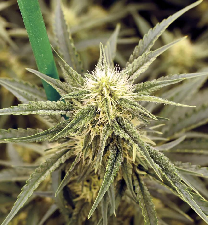 El dilema del olor del cannabis: cómo potenciar el aroma de los cogollos y evitar que los vecinos lo huelan