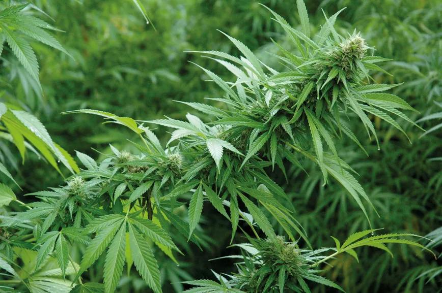 El dilema del olor del cannabis: cómo potenciar el aroma de los cogollos y evitar que los vecinos lo huelan