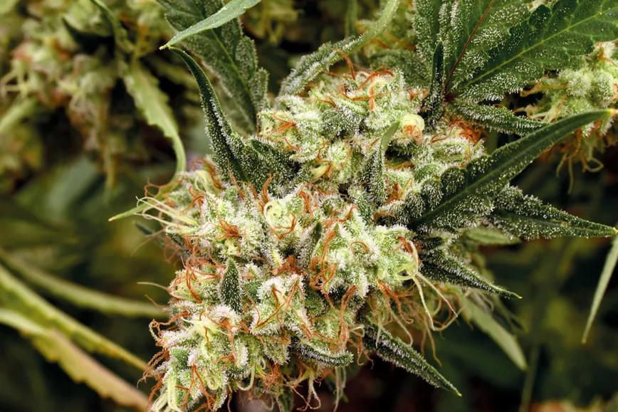El dilema del olor del cannabis: cómo potenciar el aroma de los cogollos y evitar que los vecinos lo huelan