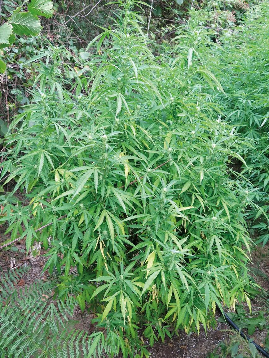 Esta enorme planta ya muestra hojas amarillas a principio de floración, síntoma de que anda un poco justa de nutrientes. 