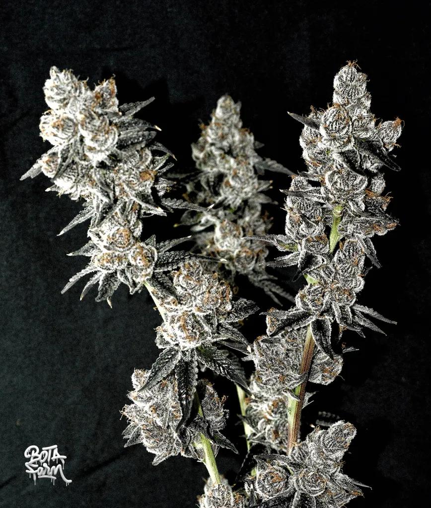 Pistol Whip: genética californiana con pedigrí 