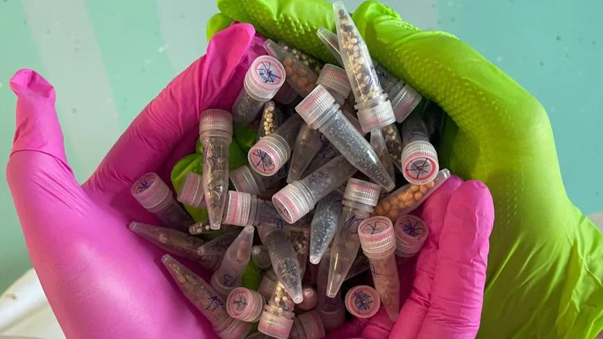 Científicos envían semillas de cannabis al espacio para probar su resistencia