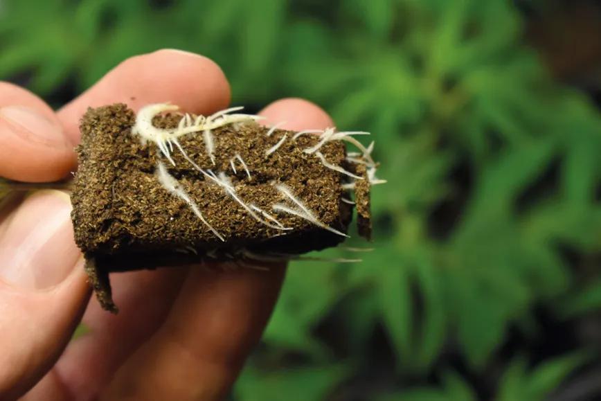 Cómo escoger a la campeona: guía para seleccionar una gran planta madre