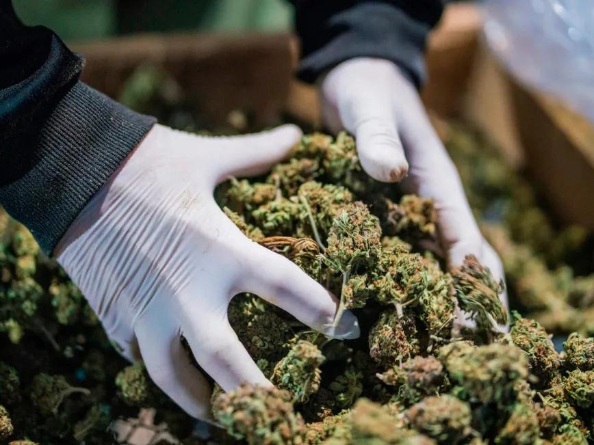 Macedonia del Norte revisará licencias de cannabis medicinal