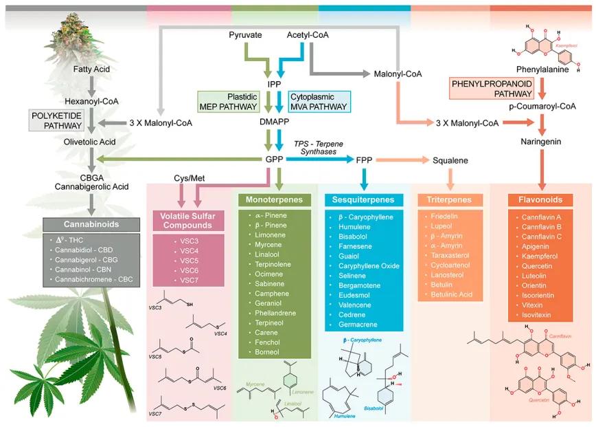 Explorando la diversidad de aromas y sabores en Cannabis sativa L.: una revisión de los desarrollos científicos y sus aplicaciones